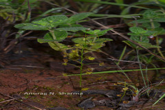 Drosera peltata